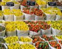 Amsterdam tulip market (Photo by Jim Derda)